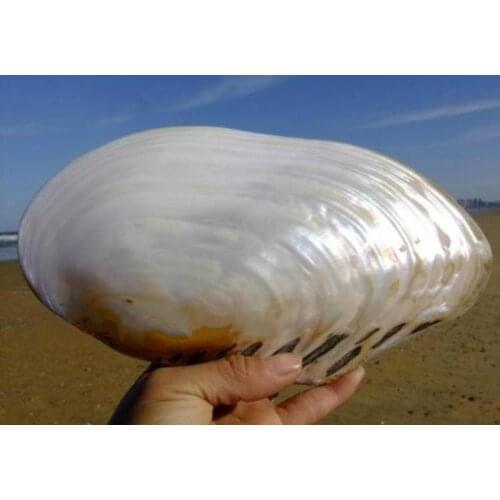 20-23cm large natural pearl shells natural shell conch