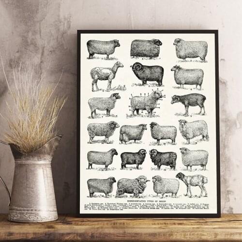 Breeds of Sheep Vintage Poster Prints Farmhouse Wall Art Types of Sheep Canvas Painting Cottage Ranch Farming Decor Farmer Gifts