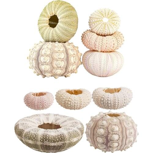 Shell Conch Adecoration Shell Conch Coquillage Sea Urchin Air Pineapple Aquarium Marine Beach Decor Home dressing