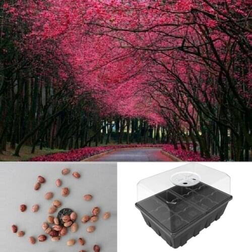 3-Set Garden Propagator Set, Clear Seed Starter Tray Kits (12-Cell/Tray) with Dome and Base + 20Pc Japanese Pink Cherry seeds