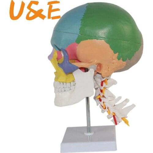 1:1 color head model, the natural human,skull, adult head, the anatomy of the medical 19x15x21cm