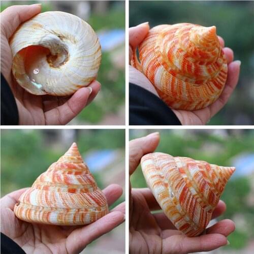 Orange Tower Sea Snail Green Natural Shell Conch Fish Crab Decoration Landscape Gifts Specimens Shellfish Tank Hermit Shell T9V4