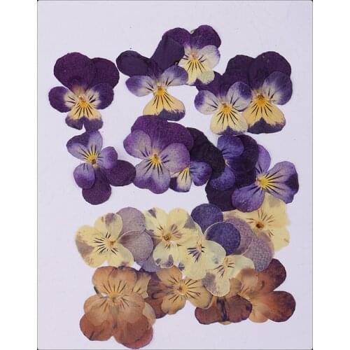 20pcs Real Pressed Flower Embellishment Scrapbooking Phone Cover Craft Decor