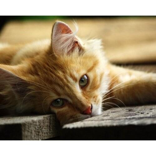 5d Diy round square Diamond Painting Cross Stitch Diamond Mosaic diamond embroidery rhinestones gift animal Golden Retriever cat