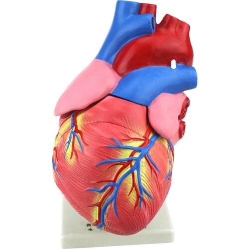 1:3 Adult Cardiac Models Removable Diastolic State Human Heart Vein Plumonary Circulation Anatomy Cardiac Medical Model Supplier