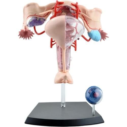 Female reproductive system 4d human body organ anatomical model female uterus medical teaching model