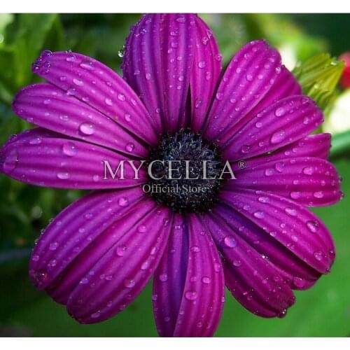 Flowers,Round,Diamond Embroidery,Purple daisy,5D,Diamond Painting,Cross Stitch,Diamond Mosaic,Needlework,Crafts,Christmas,Gift