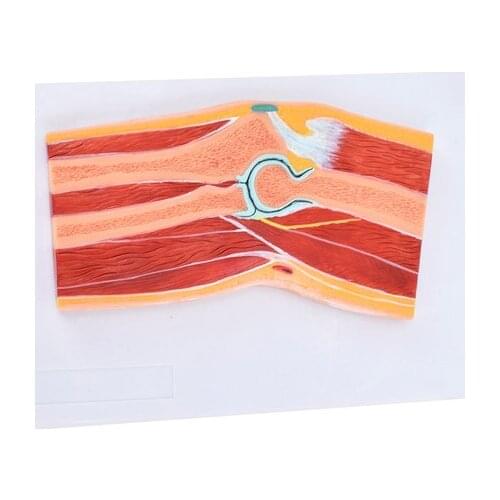 Life-Size human Foot shoulder hip knee elbow foot hand Joint anatomical models feet joint model