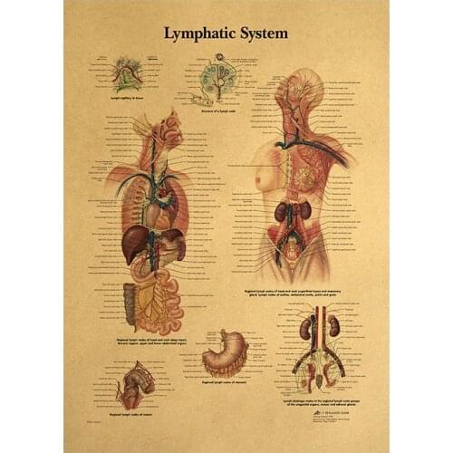 Human Body Illustration-Lymphatic System, Kraft Paper Retro Poster, Classroom, Museum Decoration Painting