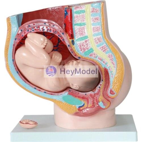 HeyModel Pelvic with nine-month fetal model