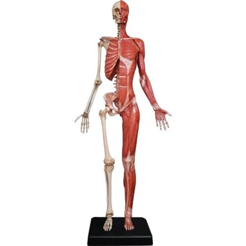 60 cm anatomical model of human muscle For Art Colleges Musculoskeletal simulation model of medical structure