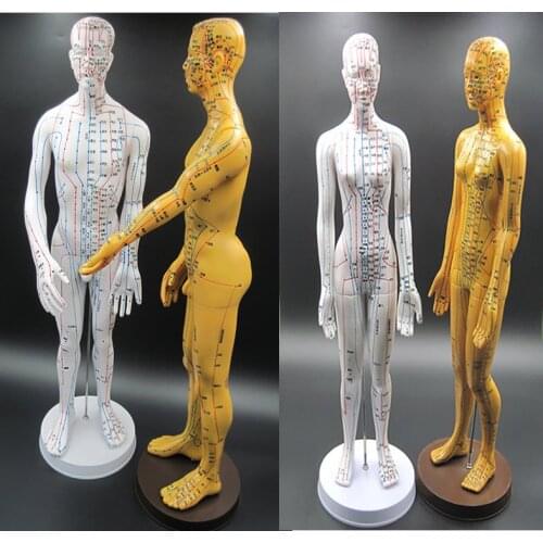 New Style Human Acupoint Mannequin Hot Sale Female&Male Mannequin Made In China