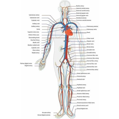 Circulatory System of Human Body Art Film Print Silk Poster Home Wall Decor 24x36inch