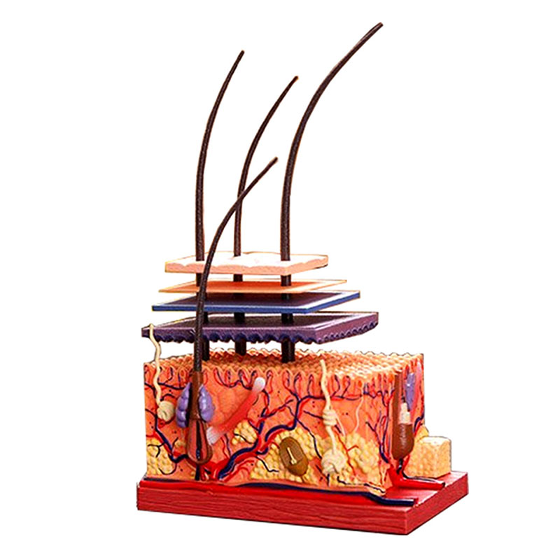 Skin and hair 4d master puzzle Assembling toy human body organ anatomical model medical teaching model