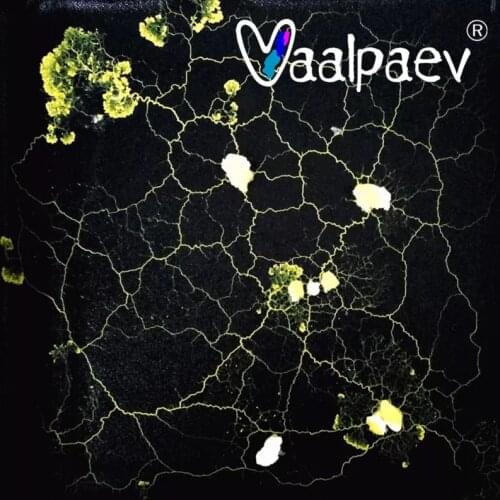 Microscape Slime Mold Physarum Polycephalum Bacteria Sclerotium Educational Creative Pets Toys for Kids Adult Learning Biology