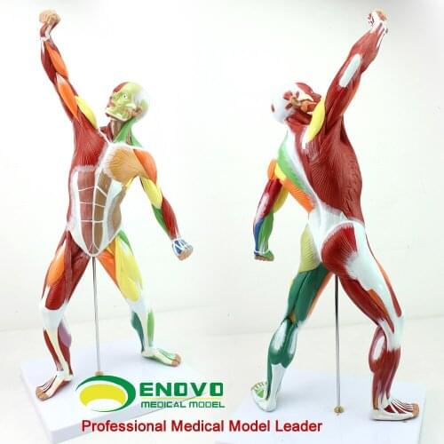Art human body whole body muscle model exercise muscle anatomy system fitness teaching 50*24.5*17cm