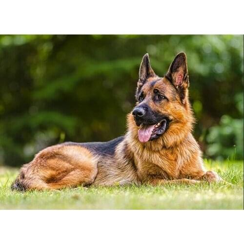 5D DIY Diamond Painting Full Square/Round 3D Diamond Embroidery German Shepherd Sale Pictures of Rhinestones mosaic Decor FG1979