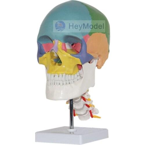 HeyModel Medical Artificial Colorful Skeleton Skull with Cervical Spine