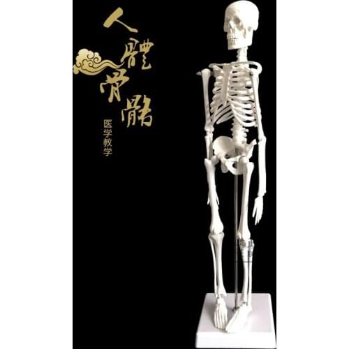 45cm Human skeleton model education teaching sketching learning model