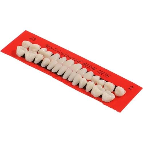 28Pcs/Set Resin Teeth Model Durable Dentures Universal Resi False Teeth Dental Material Teeth Teaching Model Dedicated Teeth
