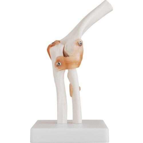 Natural Big elbow model human model