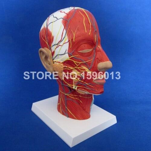 Economic Half Head with Vessels Model, Anatomical Head Model with Brain,Nerves,Vascular Muscles and Vessels
