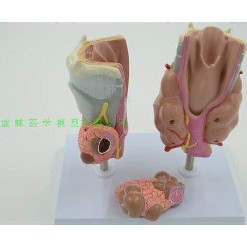 Thyroid pathology model thyroid armor nail hypothyroidism thyroid disease