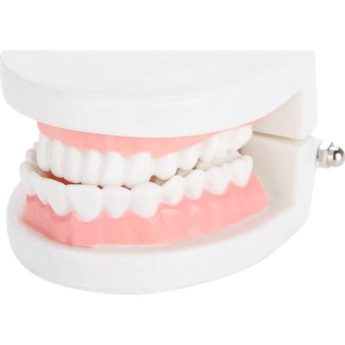 Dental Denture Model 28Pcs Standard Dentist Communicates With Patients Tool Mini Demonstration Denture Oral Teaching Health Care
