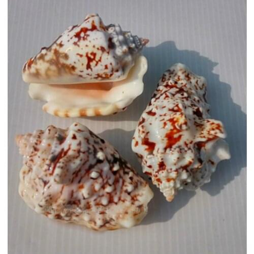NATURAL CONCH SHELL SNAILTANK AQUARIUM LANDSCAPINGHOME FLOOR WEDDING DECORATION MEDITERRANEAN