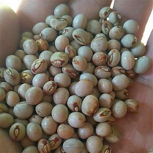 500g Bush Beans/ Pigeon Peas/ Bean Paste/ Guanyin Beans/ Tree Peas/ Willow Peas