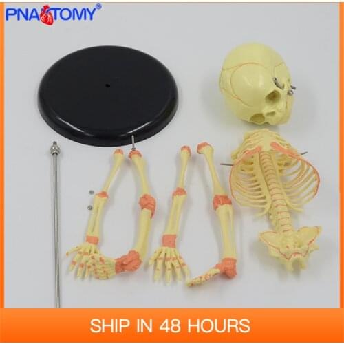 Infant skeleton model 37cm Baby movable Research Model Skeleton Anatomical Teaching Study Display