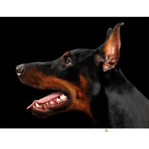 Diy 5D Diamond Mosaic Dog Diamond Painting Doberman Pinscher Cross Stitch Kit Diamond Embroidery animal Pattern RhinestoneZP-814