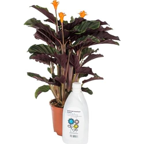 Нимфа Organic Fertilizers