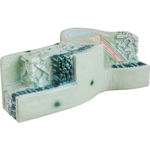 Plant leaf structure model herbaceous anatomy enlarged mold teaching specimen