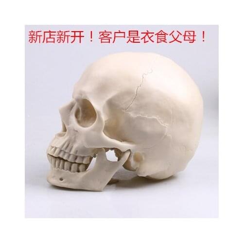 Art sketch 1:1 pure white skull skull resin model office decoration crafts factory