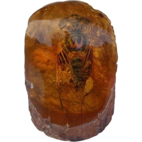 Rare fossil ornaments of amber specimen, small animal, living protolith, cicada, insect and po
