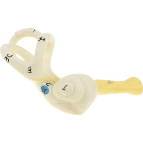Magnification 5x Human Ear Semicircular Canal Cochlear Model Anatomical
