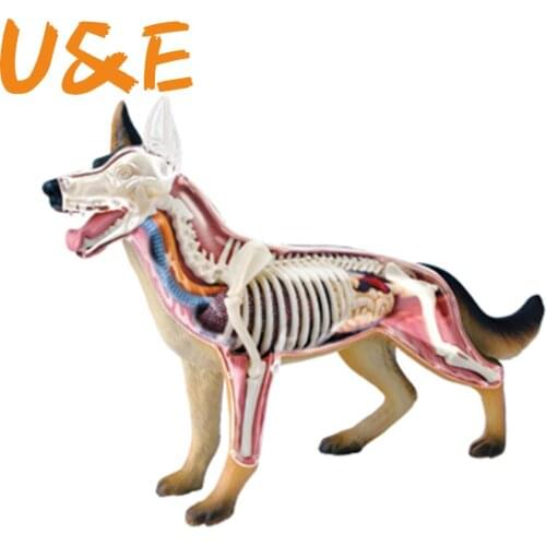4D Dog Intelligence Assembling Toy Animal Organ Anatomy Model Medical Teaching DIY Popular Science Appliances
