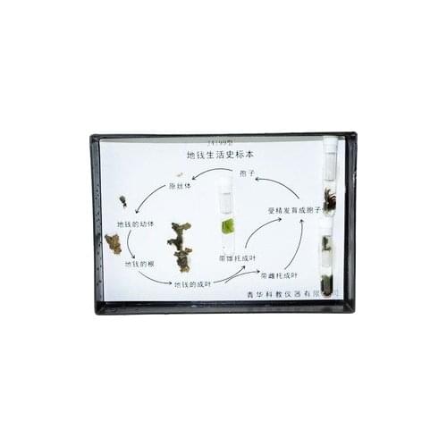 Living history specimens of livelihoods for teaching geography