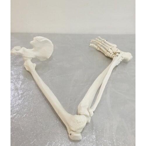 Free shipping&1:1 lower limb bone model, ankle, foot, patella, tibia and fibula, femur, pelvis, medical massagel,Medical anatomy
