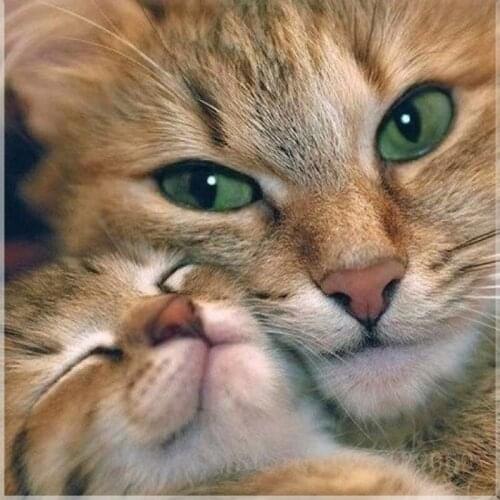 5D Diy Diamond Painting Full Square / Round Pattern 5D Diamond Embroidery Cute cat Mosaic Home Decoration diamond painting GH352