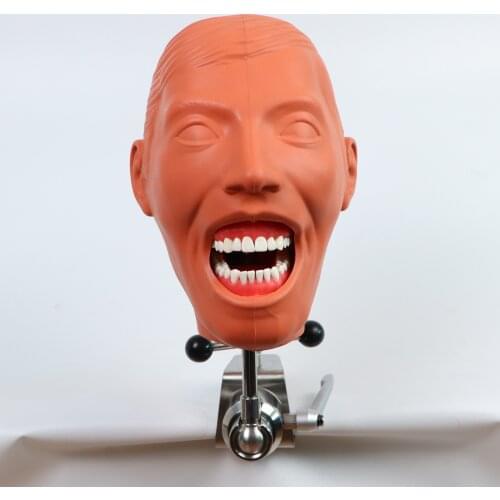 Dental Simulator Nissin Manikin Phantom Head Dental Phantom Head Model With New Style Bench Mount For Dentist Education