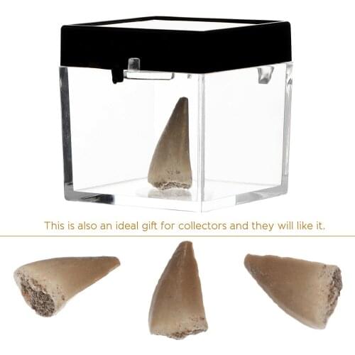 Fossilized Mosasaur Tooth Desktop Ornament Classroom Teaching Material with Box