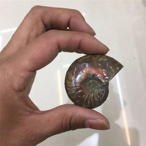Beautiful drop shipping Natural rainbow Crystal gemstone Ammolite meditation reiki healing mineral crystal conch shell wholesale