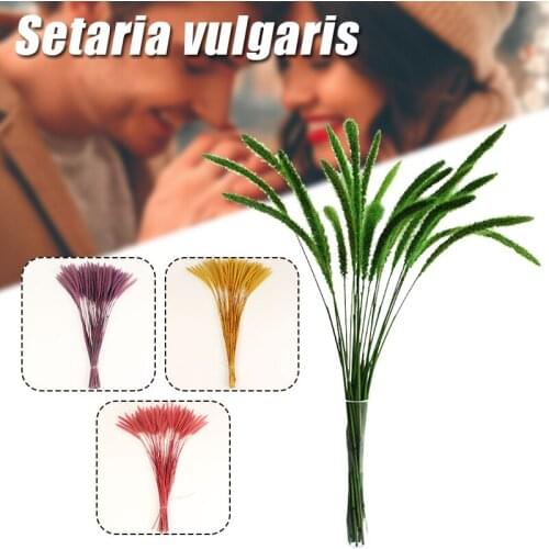 20pcs Real Natural Dry Flowers Setaria Viridis Decorative Dried Plants Dogs Tail Grass Table Photo Decoration Accessory can CSV