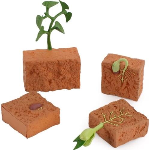 Simulation Plastic Life Cycle Green Bean Plant Growth Models Action Figures Set Science Educational Teaching Toys For Children