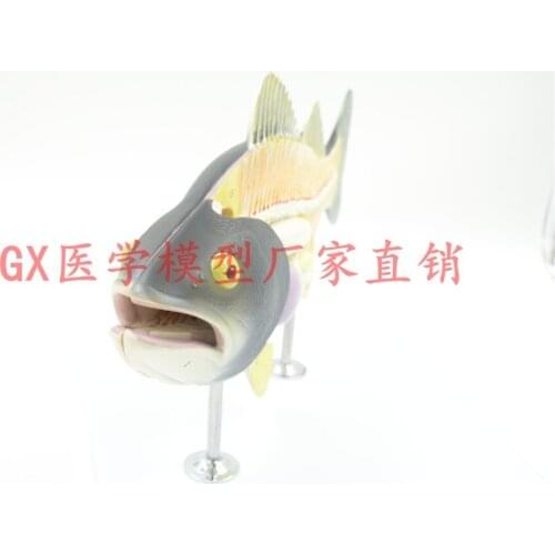Free shipping&Fish model, anatomy, biology teaching, bass, animal anatomy model, fish bones.Used in biology teaching