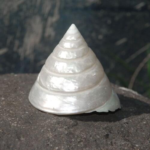 Natural conch wholesale shell ornaments ice tower snails white tower snails furniture decoration ornaments fish tank coral lands