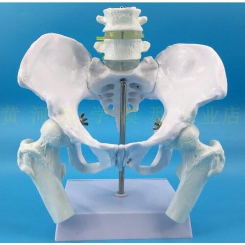 Female pelvis and lumbar spine model and Femoral spine with pelvic model