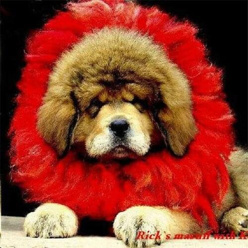L015 Tibetan Mastiff yak`s hair red collar-Kekhor Zangao`s Collar 2 layers for Puppy